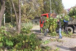 Започна санитарното окастряне на дърветата в парка на гр. Елин Пелин